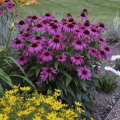 Echinacea Purple Emperor55